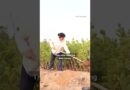 American’s US$5,000 donation helps turn China desert into an oasis