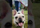 Are Hongkongers ready to share tables with dogs?