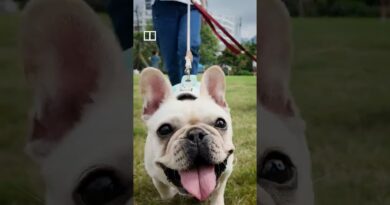 Are Hongkongers ready to share tables with dogs?