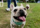Are Hongkongers ready to share tables with dogs?