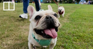 Are Hongkongers ready to share tables with dogs?