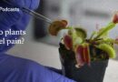Are plants conscious and do they feel pain? | The Economist