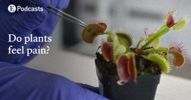 Are plants conscious and do they feel pain? | The Economist