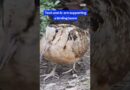 #Birdwatching is taking off as #AI apps turn phones into “Shazam for birds.” #tech