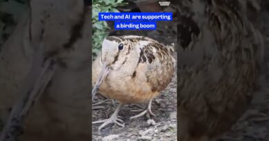 #Birdwatching is taking off as #AI apps turn phones into “Shazam for birds.” #tech
