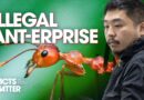 Chinese Man Arrested, Sentenced to Prison for Trying to Smuggle 2,200 Ants Out of Kenya