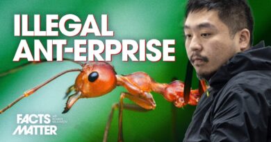 Chinese Man Arrested, Sentenced to Prison for Trying to Smuggle 2,200 Ants Out of Kenya