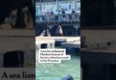 Chonkers the Sea Lion Draws Crowds in San Francisco
