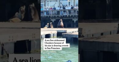 Chonkers the Sea Lion Draws Crowds in San Francisco