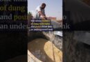 How India is turning cow dung into cooking fuel
