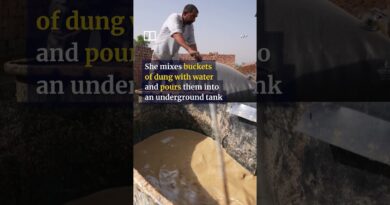 How India is turning cow dung into cooking fuel