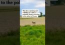 Police in France Warn Public to Avoid Drunk Deer