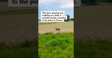 Police in France Warn Public to Avoid Drunk Deer