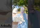 San Diego Community in Shock After Deadly Mosque Attack