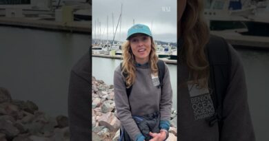 Scientists Use AI Detectors to Protect Gray Whales in San Francisco | WSJ