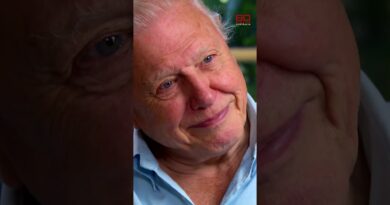 Sir David Attenborough reveals his favourite animal | 60 Minutes Australia