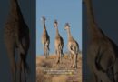 The surprising role of a giraffe’s spots