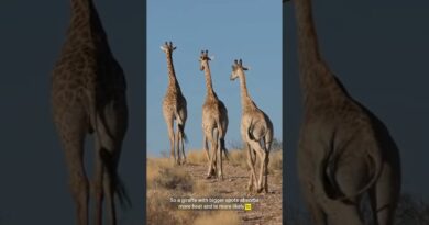 The surprising role of a giraffe’s spots