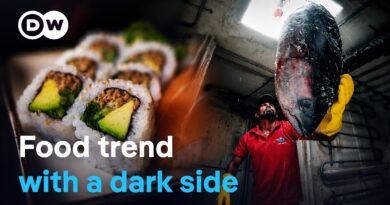 The sushi hype – Ravenous appetites and species extinction | DW Documentary