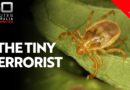 The tiny killer that Aussies need to know about when they wander into the bush | Extra Minutes