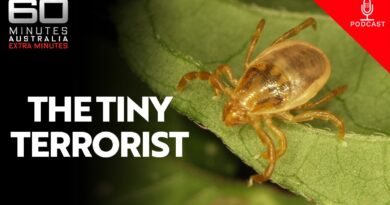 The tiny killer that Aussies need to know about when they wander into the bush | Extra Minutes