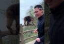 Tourist banned from China Unesco site for shoving monkey