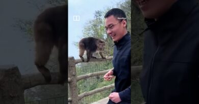 Tourist banned from China Unesco site for shoving monkey