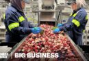 Why Maine’s Blueberry Farmers Are Losing Millions