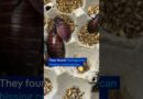 100,000 cockroaches seized in Australian bug breeding bust | DW News