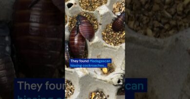 100,000 cockroaches seized in Australian bug breeding bust | DW News