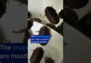 100,000 cockroaches seized in Australian bug breeding bust | DW News