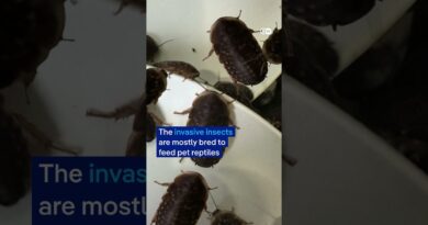 100,000 cockroaches seized in Australian bug breeding bust | DW News
