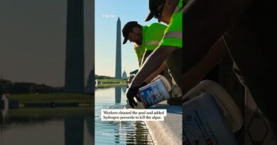 Algae Turns Reflecting Pool Green Again