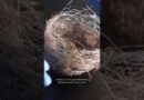 Birds in Ukraine upcycle war drone cables to build nests | DW News