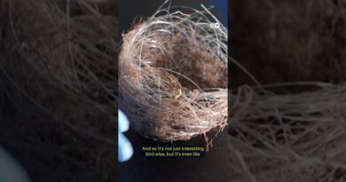 Birds in Ukraine upcycle war drone cables to build nests | DW News