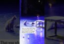 Cat Interrupts ‘Romeo and Juliet’ Ballet Performance