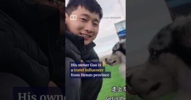 Chinese celebrity dog stolen, slaughtered and eaten