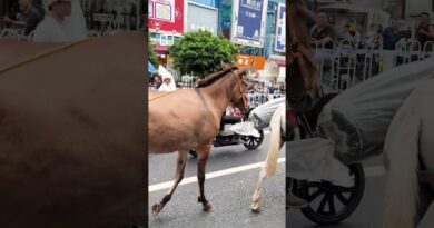 Chinese market workers bring in mules following e-bike ban