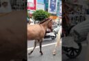Chinese market workers bring in horses following e-bike ban