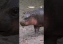 Cuteness alert: Meet “Brötchen”, Berlin Zoo’s adorable pygmy hippo | DW News
