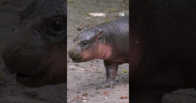 Cuteness alert: Meet “Brötchen”, Berlin Zoo’s adorable pygmy hippo | DW News