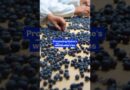 Here’s how wild #blueberries are harvested and frozen in #Maine. #bigbusiness