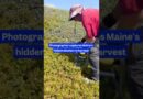 Here’s one man’s 38-year archive of a vanishing tradition — #Maine’s wild #blueberry harvest.