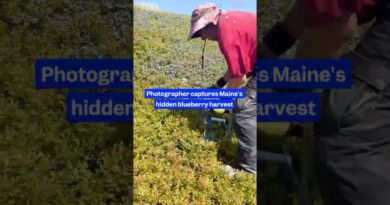 Here’s one man’s 38-year archive of a vanishing tradition — #Maine’s wild #blueberry harvest.
