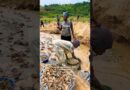 How Ebola Spreads Through Gold Mining