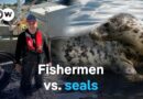 Hunt or protect? The debate over Baltic Sea seals | DW Documentary