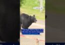 Japan holds anti-bear drills after record year of bear attacks | DW News