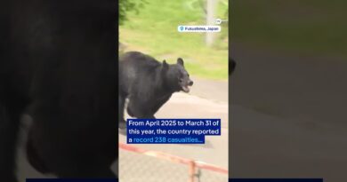 Japan holds anti-bear drills after record year of bear attacks | DW News