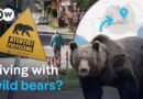 Living with bears: A Romanian town and its wild neighbors | DW Environment