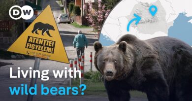 Living with bears: A Romanian town and its wild neighbors | DW Environment